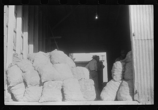 Untitled photo, possibly related to: Potatoes brought from the field to grading station, Belcross, North Carolina