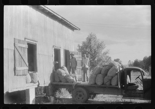 Potatoes brought from the field to grading station, Belcross, North Carolina
