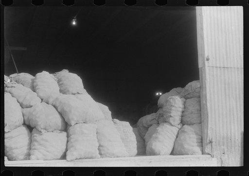 Untitled photo, possibly related to: Potatoes brought from the field to grading station, Belcross, North Carolina