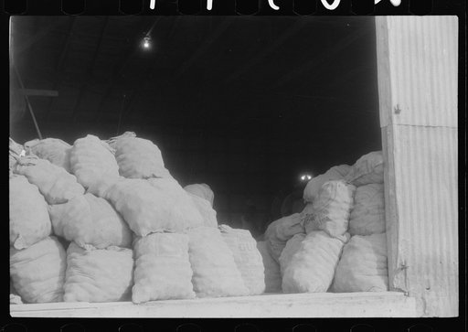 Untitled photo, possibly related to: Potatoes brought from the field to grading station, Belcross, North Carolina