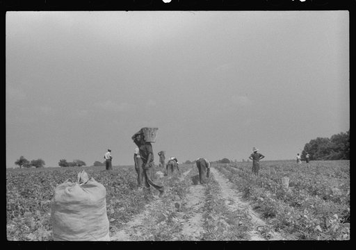 Migratory agricultural workers picking beans at seven cents a hundred pounds in a field near Statensville, Delaware