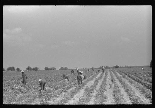 Untitled photo, possibly related to: Migratory agricultural workers picking beans at seven cents a hundred pounds in a field near Statensville, Delaware
