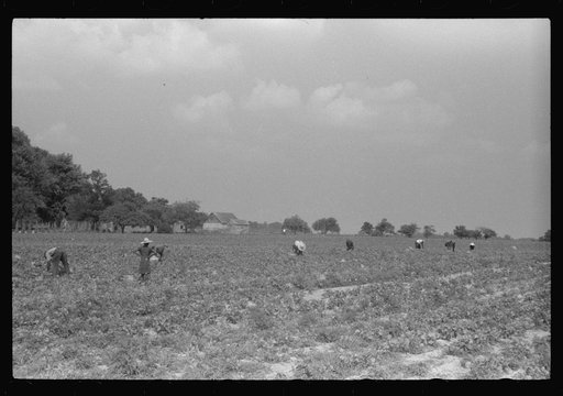 Untitled photo, possibly related to: Migratory agricultural workers picking beans at seven cents a hundred pounds in a field near Statensville, Delaware