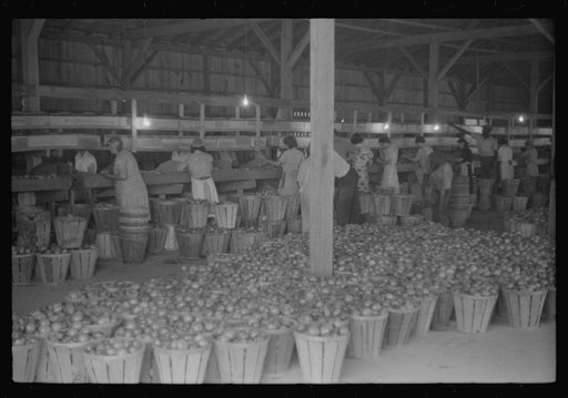 Green tomatoes waiting to be graded and packed at Kings Creek Packing Company, Kings Creek, Maryland