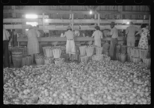 Untitled photo, possibly related to: Green tomatoes waiting to be graded and packed at Kings Creek Packing Company, Kings Creek, Maryland