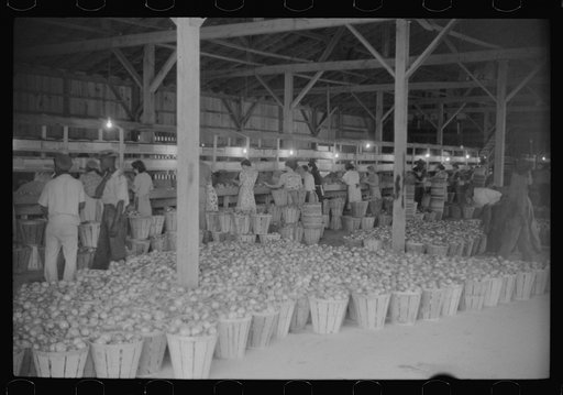 Untitled photo, possibly related to: Green tomatoes waiting to be graded and packed at Kings Creek Packing Company, Kings Creek, Maryland