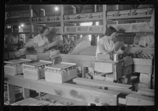 Florida tomato wrappers at work in Kings Creek Packing Company, Kings Creek, Maryland