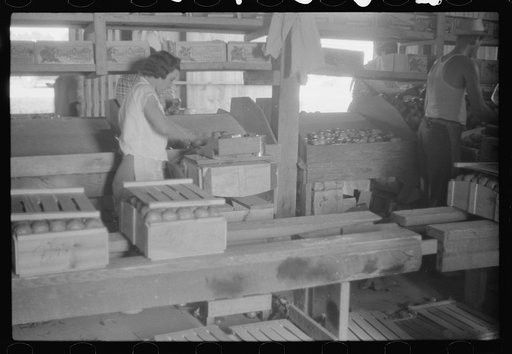 Untitled photo, possibly related to: Florida tomato wrappers at work in Kings Creek Packing Company, Kings Creek, Maryland