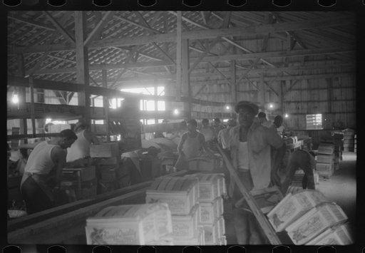 Untitled photo, possibly related to: Florida tomato wrappers at work in Kings Creek Packing Company, Kings Creek, Maryland