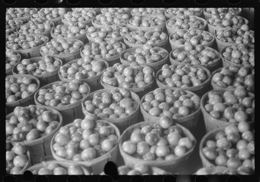 Untitled photo, possibly related to: Green tomatoes waiting to be graded and packed at Kings Creek Packing Company, Kings Creek, Maryland