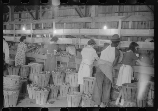 Grading tomatoes at Kings Creek Packing Company, Kings Creek, Maryland