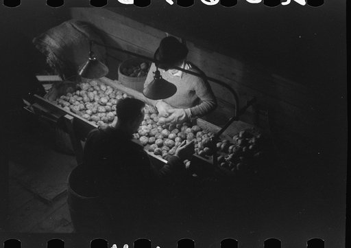 Untitled photo, possibly related to: Grading potatoes at the Woodman Potato Company, one of the largest in Caribou, Maine