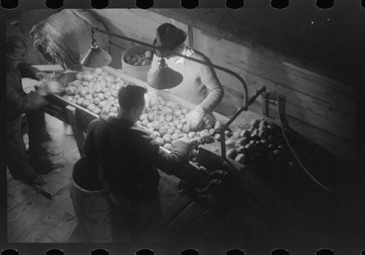 Untitled photo, possibly related to: Grading potatoes at the Woodman Potato Company, one of the largest in Caribou, Maine