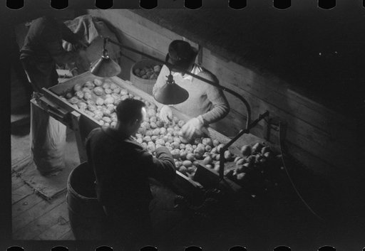 Untitled photo, possibly related to: Grading potatoes at the Woodman Potato Company, one of the largest in Caribou, Maine