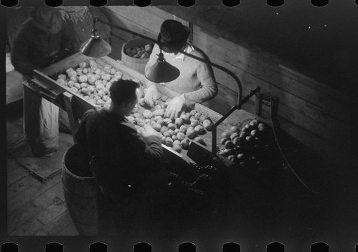Grading potatoes at the Woodman Potato Company, one of the largest in Caribou, Maine