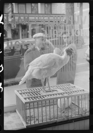 A butcher shop window. Norwich, Connecticut