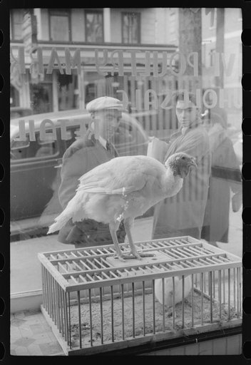 Untitled photo, possibly related to: A butcher shop window. Norwich, Connecticut