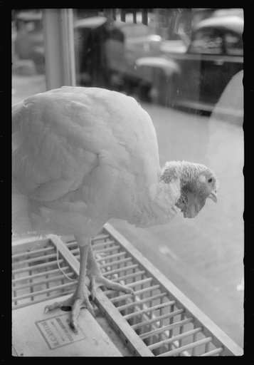 Untitled photo, possibly related to: A butcher shop window. Norwich, Connecticut