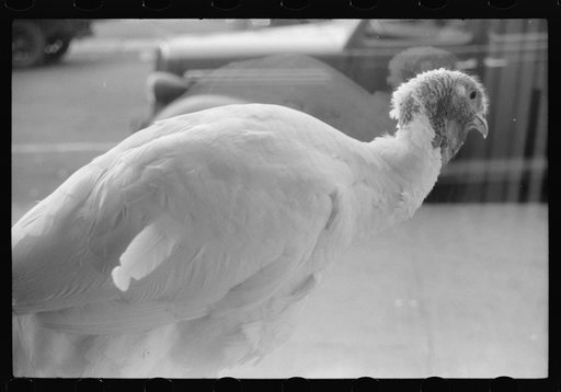 Untitled photo, possibly related to: A butcher shop window. Norwich, Connecticut