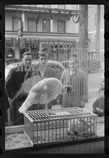 Untitled photo, possibly related to: A butcher shop window. Norwich, Connecticut