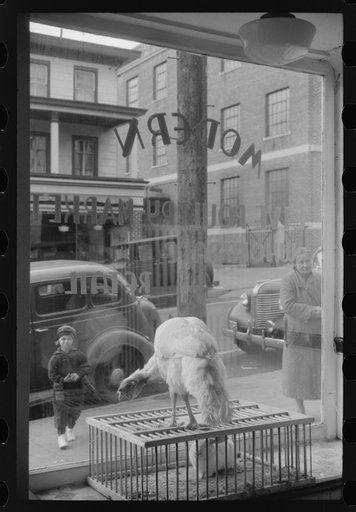 Untitled photo, possibly related to: A butcher shop window. Norwich, Connecticut