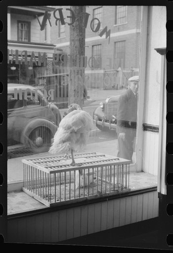 Untitled photo, possibly related to: A butcher shop window. Norwich, Connecticut