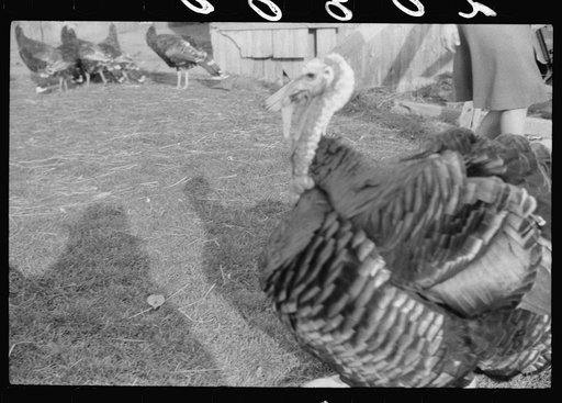 Untitled photo, possibly related to: Turkey on the farm of a French-Canadian potato farmer in Soldier Pond, Maine