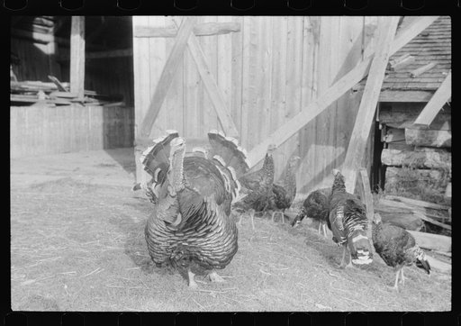 Untitled photo, possibly related to: Turkey on the farm of a French-Canadian potato farmer in Soldier Pond, Maine