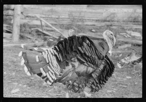 Untitled photo, possibly related to: Turkey on the farm of a French-Canadian potato farmer in Soldier Pond, Maine