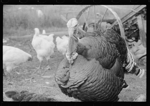 Untitled photo, possibly related to: Turkey on the farm of a French-Canadian potato farmer in Soldier Pond, Maine