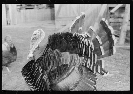 Turkey on the farm of a French-Canadian potato farmer in Soldier Pond, Maine