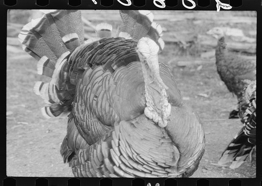 Untitled photo, possibly related to: Turkey on the farm of a French-Canadian potato farmer in Soldier Pond, Maine