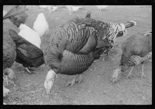 Untitled photo, possibly related to: Turkey on the farm of a French-Canadian potato farmer in Soldier Pond, Maine