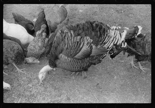 Untitled photo, possibly related to: Turkey on the farm of a French-Canadian potato farmer in Soldier Pond, Maine