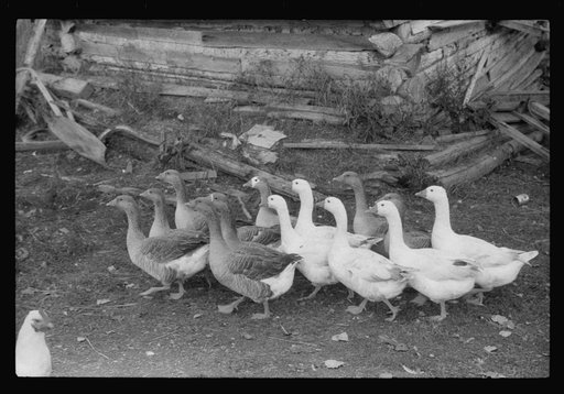 Geese on the farm of a French-Canadian potato farmer in Soldier Pond, Maine