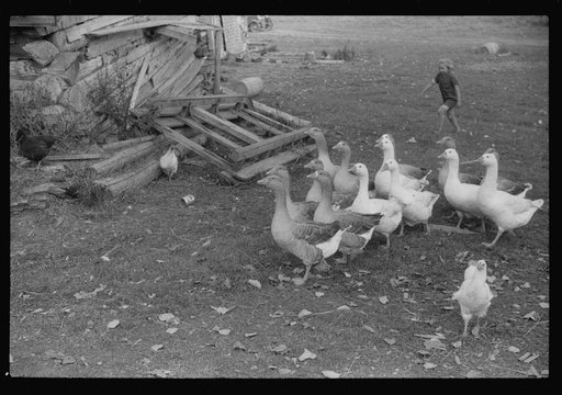 Untitled photo, possibly related to: Geese on the farm of a French-Canadian potato farmer in Soldier Pond, Maine