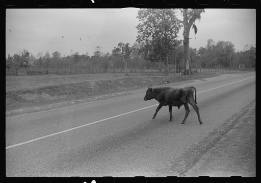 Cattle and hogs graze along the roadside in the lowlands near Hinesville, Georgia