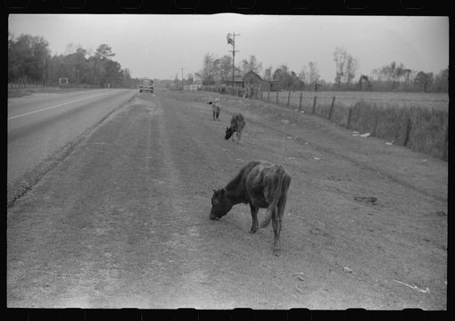 Cattle and hogs graze along the roadside in the lowlands near Hinesville, Georgia