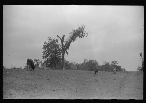 Untitled photo, possibly related to: Cattle and hogs graze along the roadside in the lowlands near Hinesville, Georgia