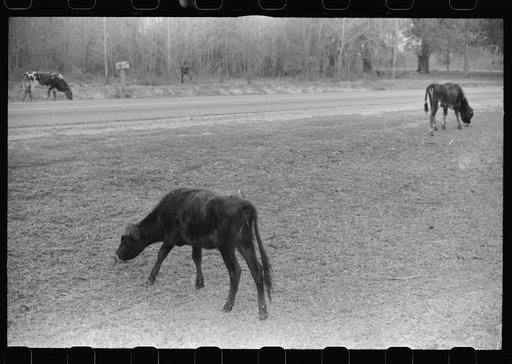 Untitled photo, possibly related to: Cattle and hogs graze along the roadside in the lowlands near Hinesville, Georgia