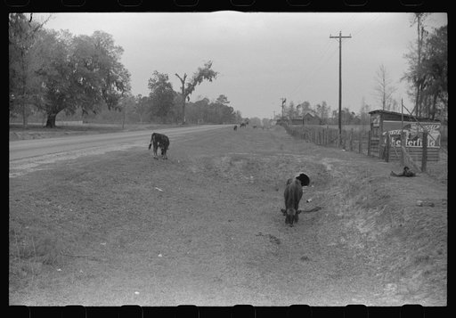Untitled photo, possibly related to: Cattle and hogs graze along the roadside in the lowlands, near Hinesville, Georgia