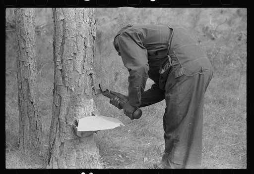 Chipping turpentine on a second-year face with a "hack." Near Pembroke, Georgia