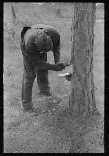 Chipping turpentine on a second-year face with a "hack." Near Pembroke, Georgia