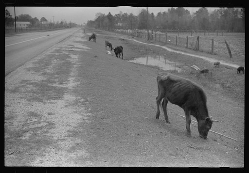 Cattle and hogs graze along the roadside in the lowlands, near Hinesville, Georgia