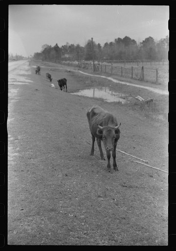 Untitled photo, possibly related to: Cattle and hogs graze along the roadside in the lowlands, near Hinesville, Georgia