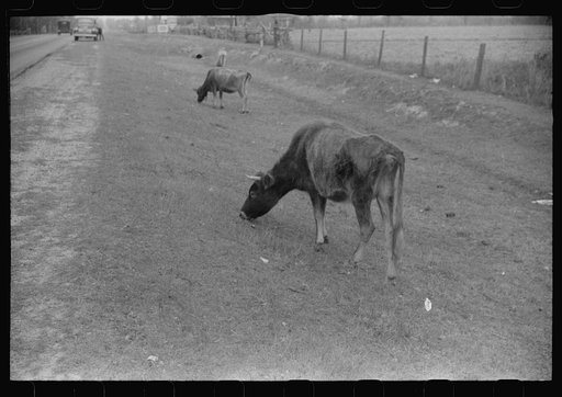 Untitled photo, possibly related to: Cattle and hogs graze along the roadside in the lowlands, near Hinesville, Georgia