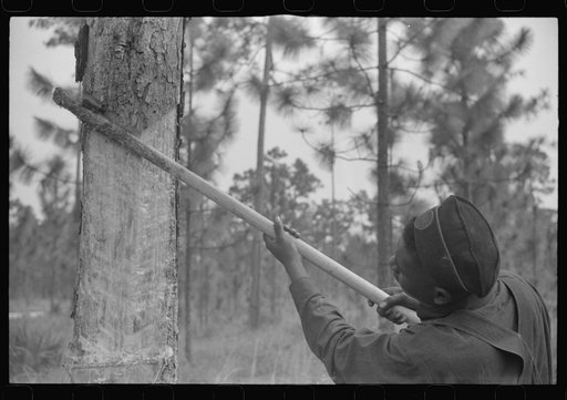 Untitled photo, possibly related to: Pulling operation of a four-year face in a turpentine grove near Pembroke, Georgia