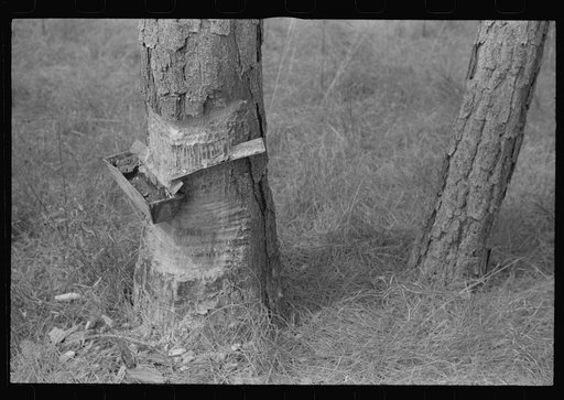 Untitled photo, possibly related to: A "hack" used in chipping turpentine in a turpentine grove near Pembroke, Georgia