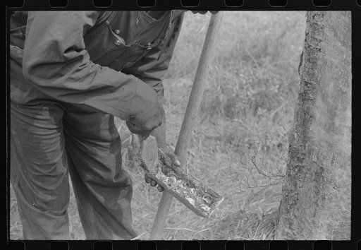Untitled photo, possibly related to: A "hack" used in chipping turpentine in a turpentine grove near Pembroke, Georgia