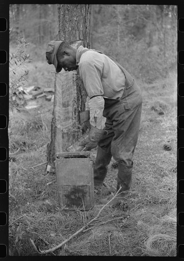 Emptying the turpentine dups full of rosin into a bucket near a turpentine still in Pembroke, Georgia